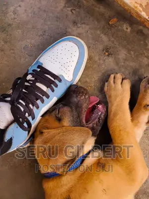 3-6 months Male Purebred Boerboel