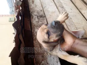 0-1 month Male Purebred Boerboel