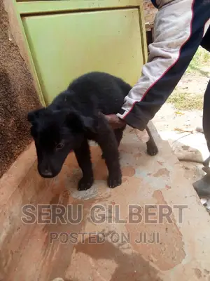 1-3 months Female Purebred German Shepherd