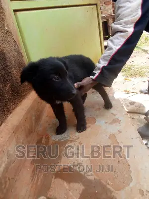 3-6 months Male Purebred German Shepherd