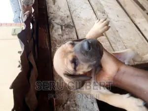 1-3 months Female Purebred Boerboel
