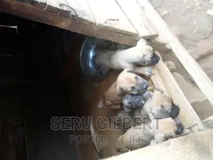 3-6 months Male Purebred Boerboel