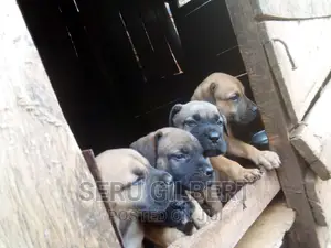 3-6 months Male Purebred Boerboel