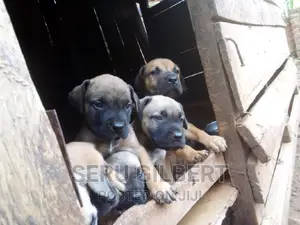 1-3 months Female Purebred Boerboel