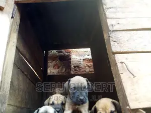 3-6 months Male Purebred Boerboel