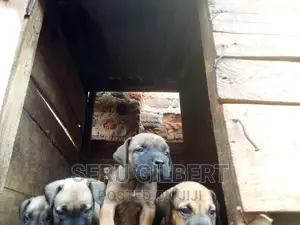 0-1 month Male Purebred Boerboel