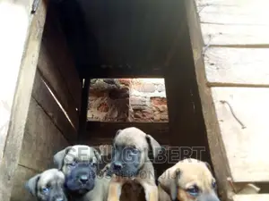 0-1 month Male Purebred Boerboel