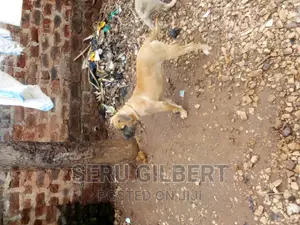 1-3 months Male Purebred Boerboel