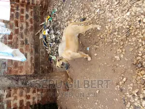 3-6 months Male Purebred Boerboel