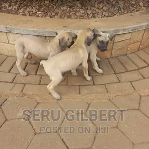 3-6 months Male Purebred Boerboel