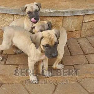 0-1 month Male Purebred Boerboel