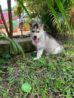 1-3 months Male Purebred Siberian Husky