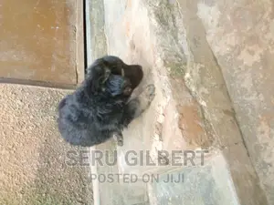 1-3 months Male Purebred German Shepherd