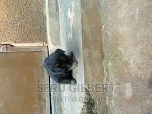 0-1 month Male Purebred German Shepherd
