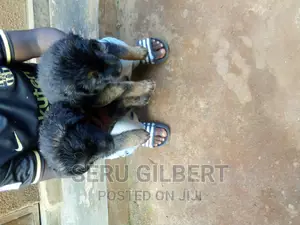 1-3 months Male Purebred German Shepherd