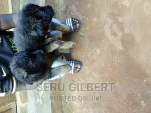 1-3 months Male Purebred German Shepherd