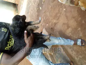 1-3 months Male Purebred German Shepherd