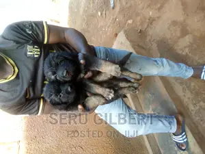 1-3 months Male Purebred German Shepherd