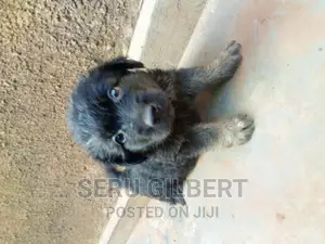 1-3 months Male Purebred German Shepherd