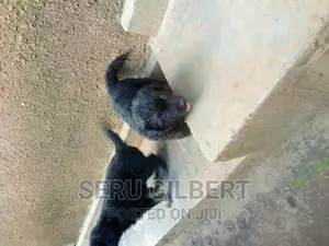 3-6 months Female Purebred German Shepherd