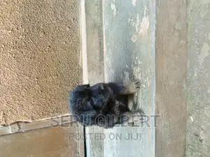 1-3 months Male Purebred German Shepherd