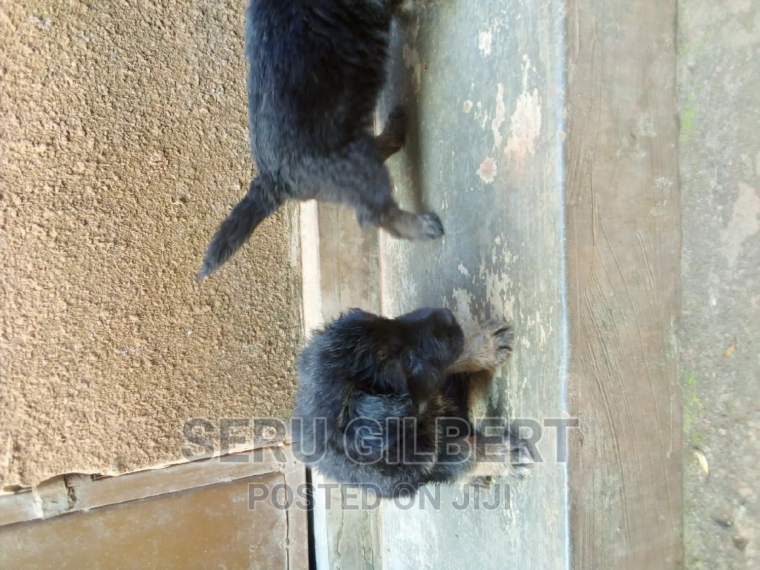 1-3 months Female Purebred German Shepherd