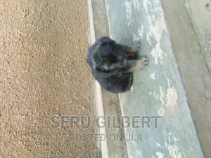 3-6 months Male Purebred German Shepherd