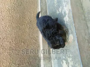 1-3 months Male Purebred German Shepherd