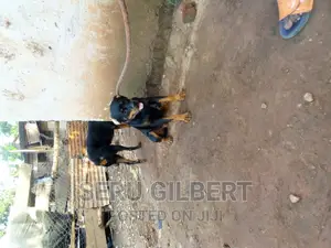 6-12 months Female Purebred Rottweiler