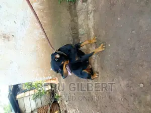 6-12 months Female Purebred Rottweiler