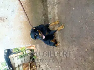 6-12 months Female Purebred Rottweiler