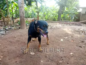 6-12 months Female Purebred Rottweiler