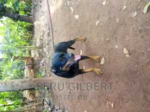 6-12 months Male Purebred Rottweiler