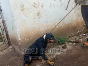 6-12 months Female Purebred Rottweiler