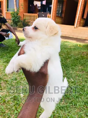 3-6 months Female Purebred Japanese Spitz