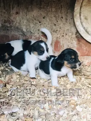 1-3 months Male Purebred Jack Russell Terrier