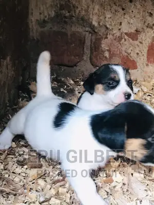 1-3 months Male Purebred Jack Russell Terrier