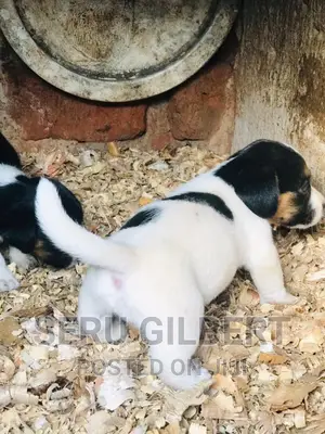 1-3 months Male Purebred Jack Russell Terrier