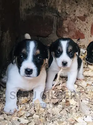 1-3 months Female Purebred Jack Russell Terrier