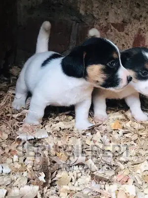 1-3 months Male Purebred Jack Russell Terrier