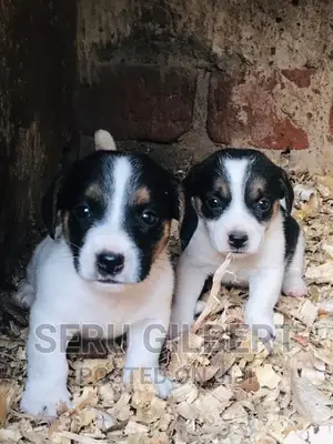 1-3 months Male Purebred Jack Russell Terrier
