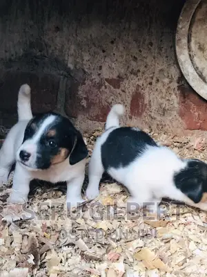 1-3 months Male Purebred Jack Russell Terrier