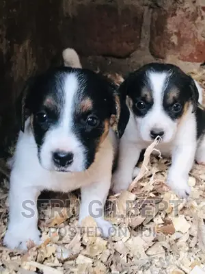 1-3 months Female Purebred Jack Russell Terrier