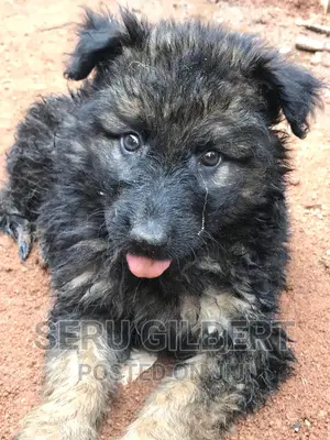 3-6 months Male Purebred German Shepherd