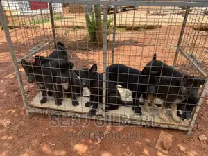 1-3 months Male Purebred German Shepherd