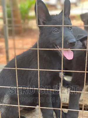 1-3 months Male Purebred German Shepherd