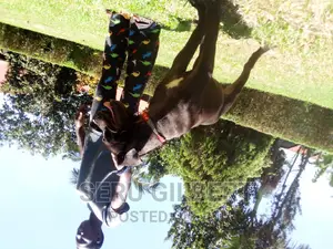 3-6 months Female Purebred Boerboel