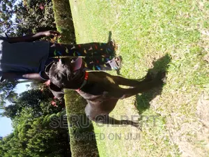 3-6 months Male Purebred Boerboel