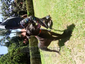 3-6 months Female Purebred Boerboel