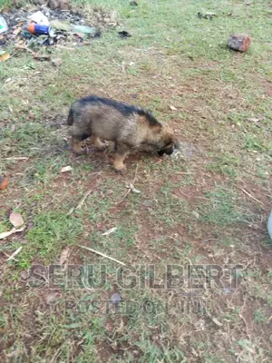 1-3 months Male Purebred German Shepherd
